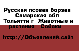 Русская псовая борзая - Самарская обл., Тольятти г. Животные и растения » Собаки   